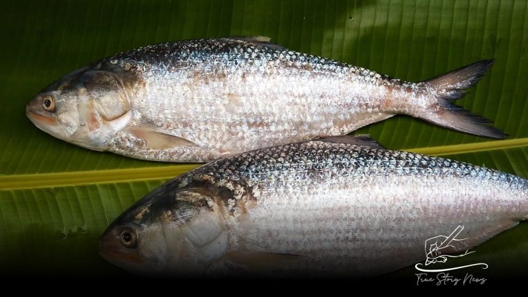 A blow to India and Bangladesh’s “fish diplomacy”