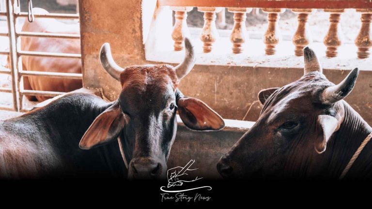 Indian state prohibits eating beef in public