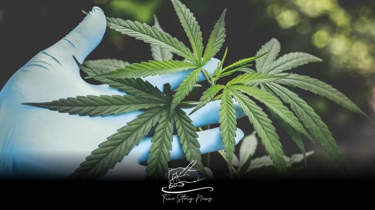 Secrets of the green revolution: inside the UK’s hidden £10m medicinal cannabis factory