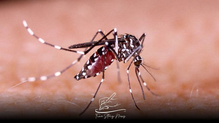 Philippine town offers cash for mosquitoes as dengue spreads