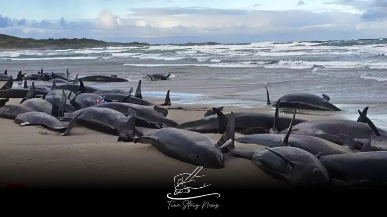 Scores of whales will be euthanised after huge stranding in Australia