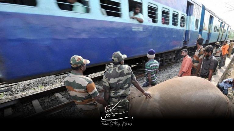 Six elephants were killed after getting hit by a train in Sri Lanka